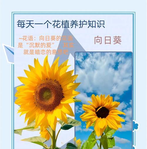 哪些花象征严格？它们的花语和意义是什么？