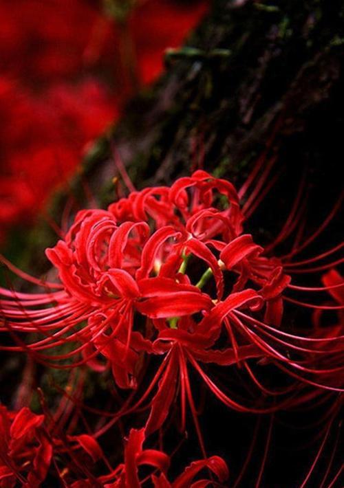 红色花象征着什么？它们在文化中代表了什么？