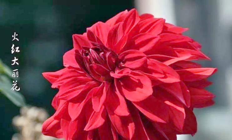 红色花象征着什么？它们在文化中代表了什么？