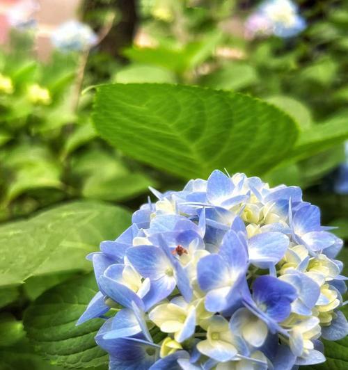 象征思念的花名有哪些？它们的寓意是什么？