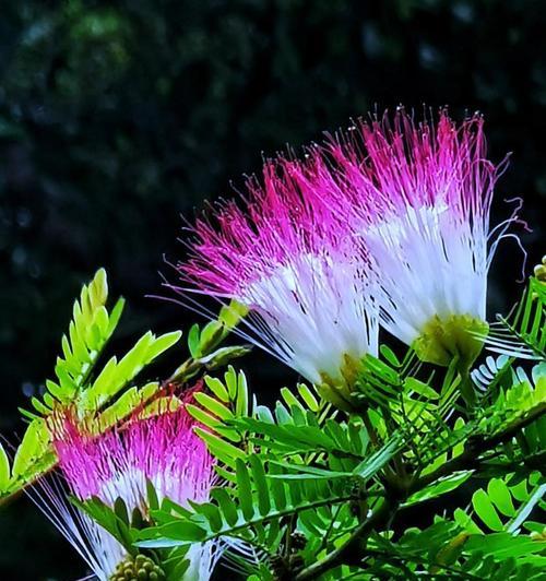 河边的花寓意什么？河畔花卉的象征意义有哪些？