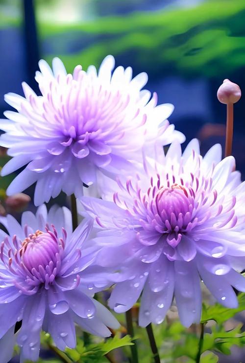 开花的花寓意什么？花朵绽放象征着什么？