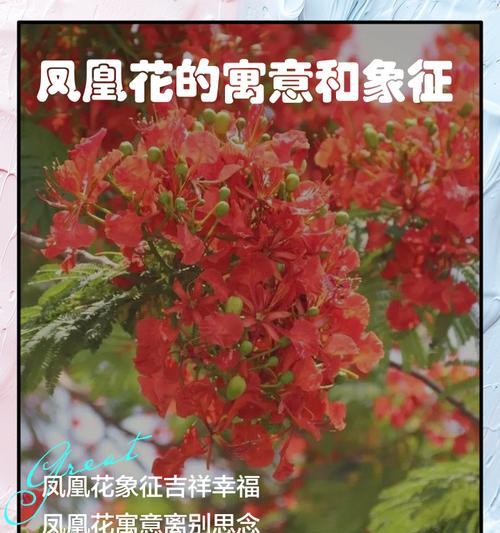 玉珠花代表什么含义？这种花的象征意义有哪些？