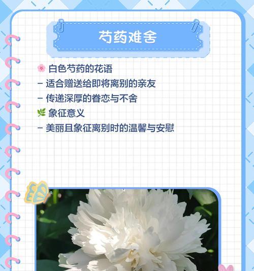 玉珠花代表什么含义？这种花的象征意义有哪些？