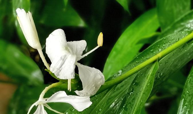 玉珠花代表什么含义？这种花的象征意义有哪些？