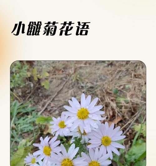 小雏菊的温馨花语是什么？小雏菊象征着什么？