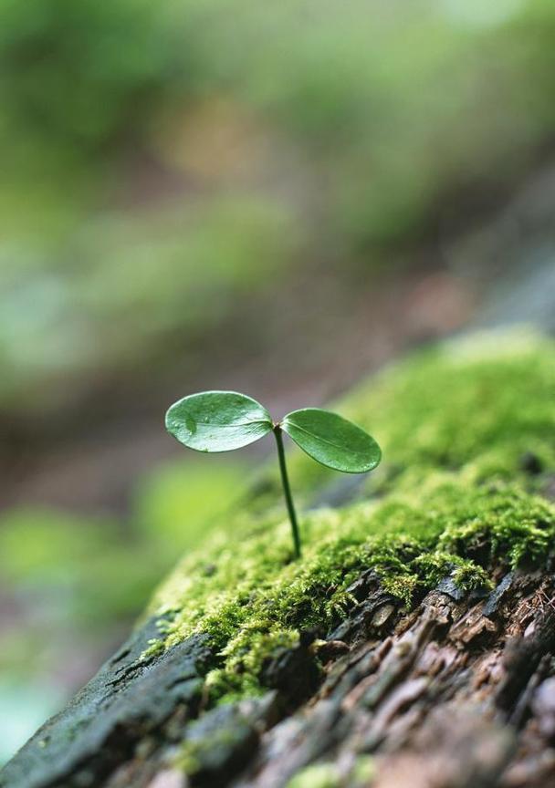 杭菊的花语是什么？适合送给哪些人？