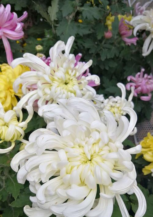 杭菊的花语是什么？适合送给哪些人？
