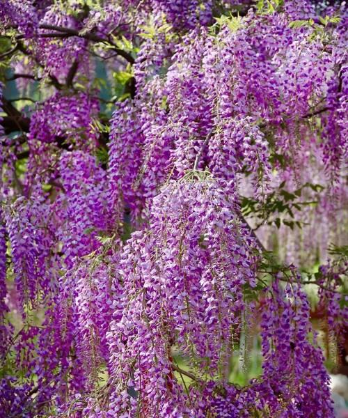 紫色的花代表什么？它们在花卉语言中的含义？