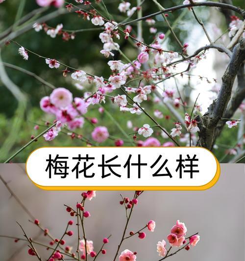花草有哪些寓意象征？花草的寓意象征是什么？