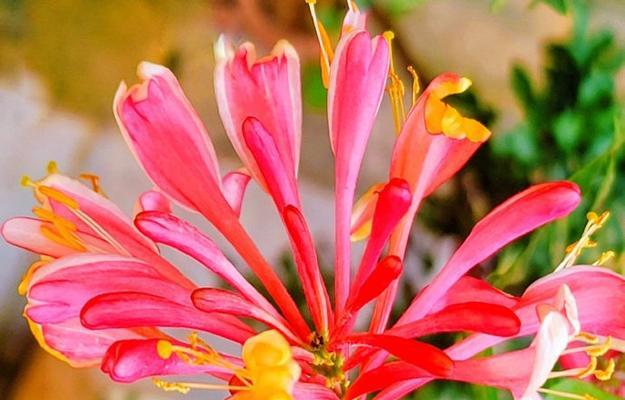 哪种花象征着爱情？哪种花最能代表爱意？
