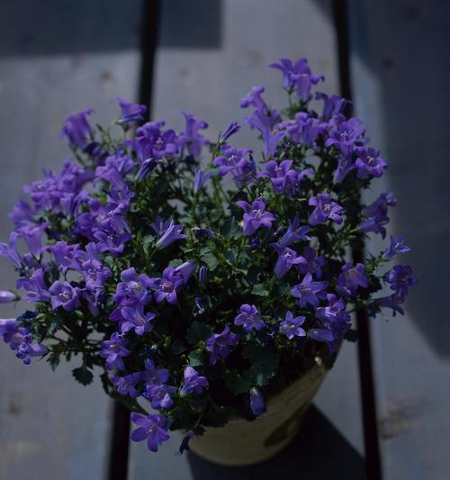 勿忘我花语有何深意？代表了什么情感？
