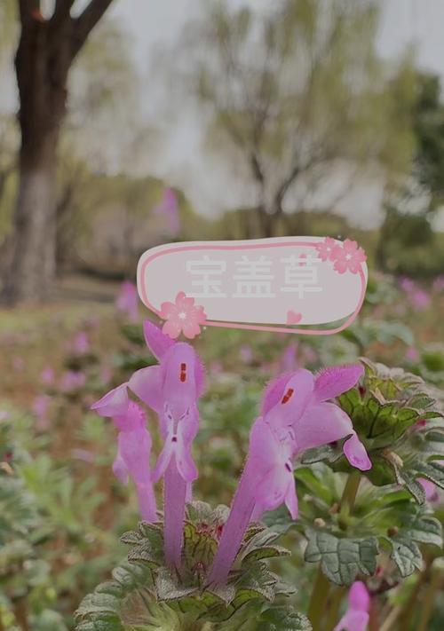 俏皮花象征着什么？俏皮花的含义是什么？