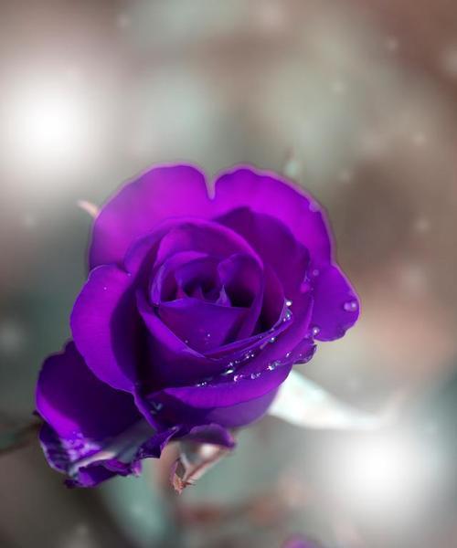 紫色玫瑰的情感传递是什么？它的花语含义有哪些？