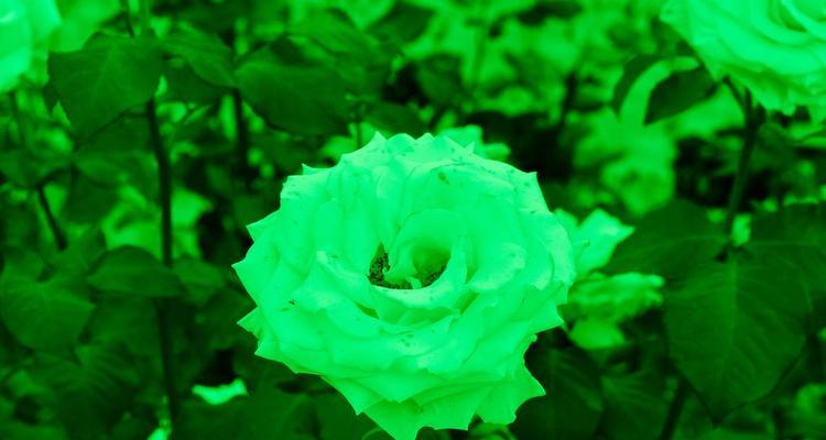 绿色玫瑰的独特花语是什么？