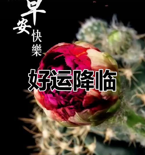 安好的象征花有哪些及其代表的祝愿是什么？