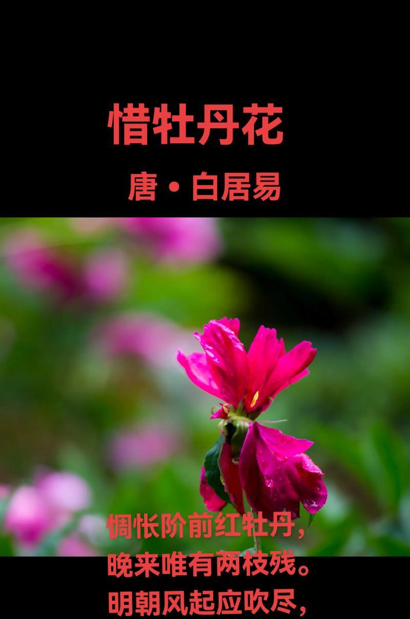 牡丹花的古诗象征：在诗词中代表了什么？