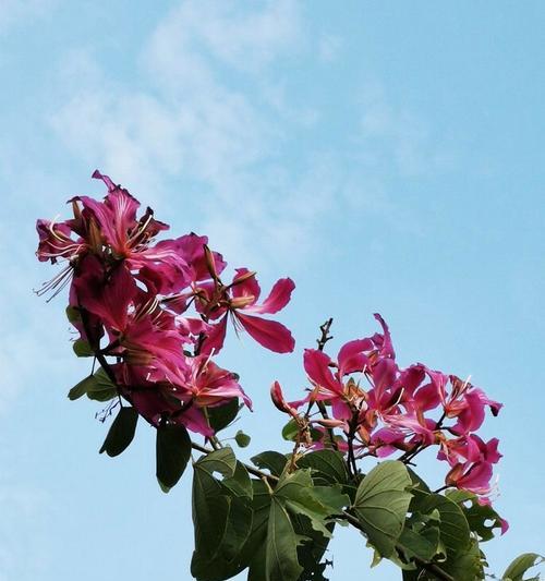紫风铃的花语代表了什么意义？它传递了哪些情感？