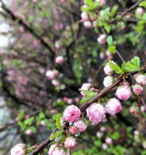 什么花卉寓意放假和节日快乐？