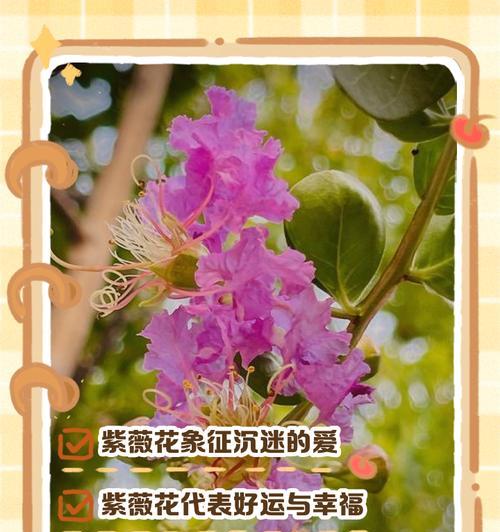 象征花好的好句子有哪些？花语中的美好寓意表达。