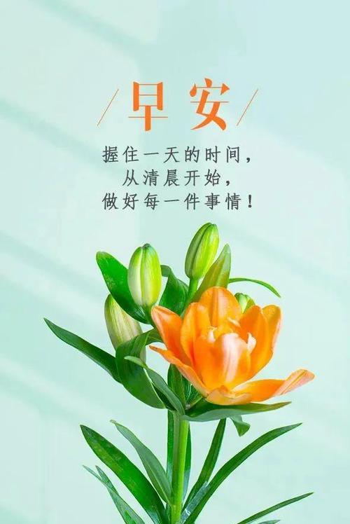 象征花好的好句子有哪些？花语中的美好寓意表达。