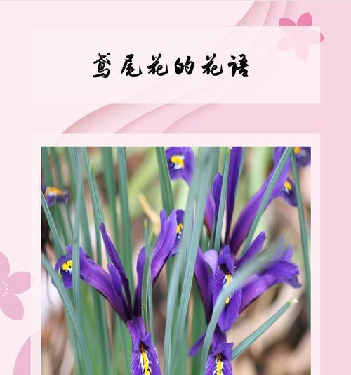 象征花好的好句子有哪些？花语中的美好寓意表达。