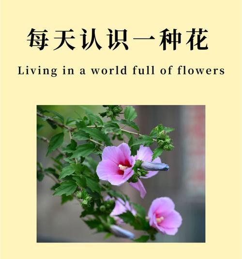 哪些花卉代表温柔？它们的花语有何寓意？
