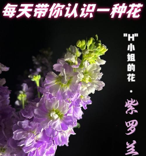 哪些花卉代表温柔？它们的花语有何寓意？