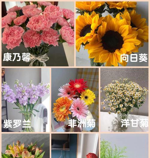 哪些花卉代表温柔？它们的花语有何寓意？