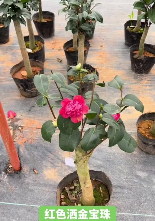 宝珠花的寓意是什么？