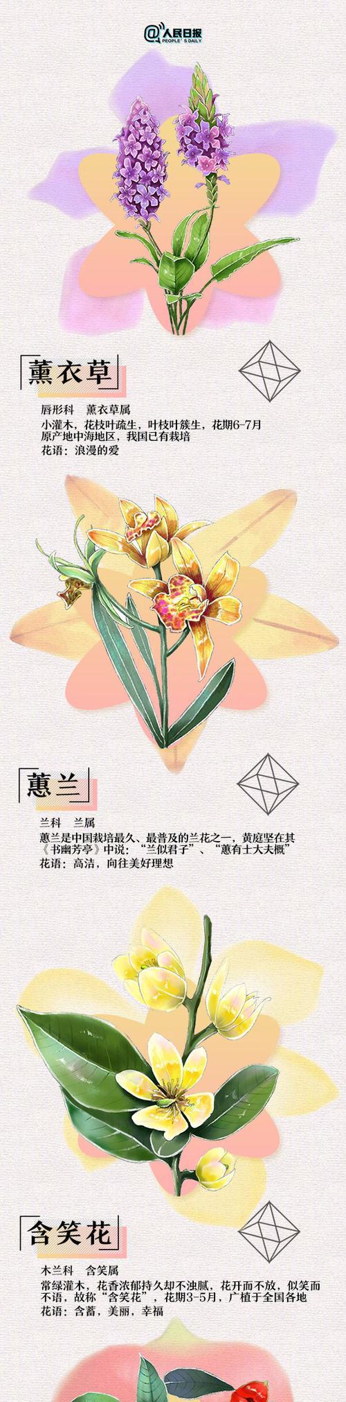 宝珠花的寓意是什么？