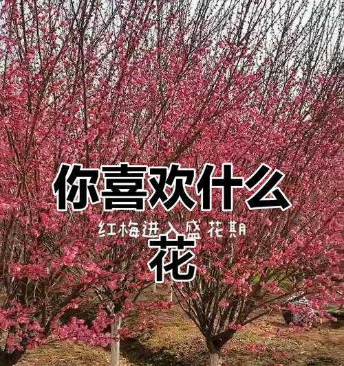 哪种花代表着喜欢？