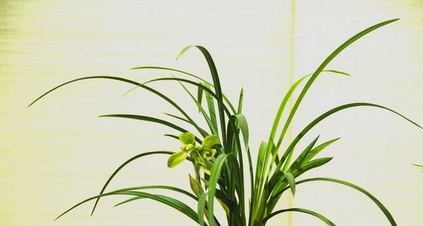 象征内向的花有哪些？这些花代表了什么？