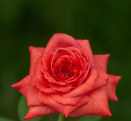 象征内向的花有哪些？这些花代表了什么？