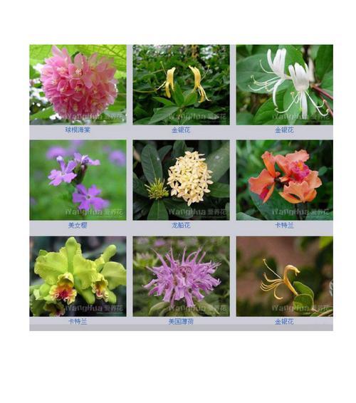 蹂躏娇花的行为代表什么？