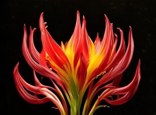 奇迹之花的含义是什么？神秘花卉的象征意义是什么？