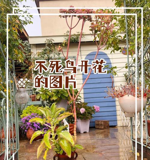 奇迹之花的含义是什么？神秘花卉的象征意义是什么？