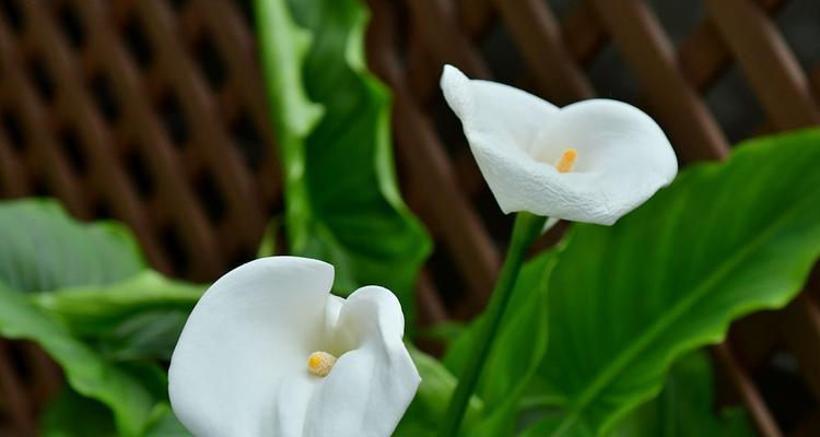 海芋花语有何含义？海芋代表了什么？