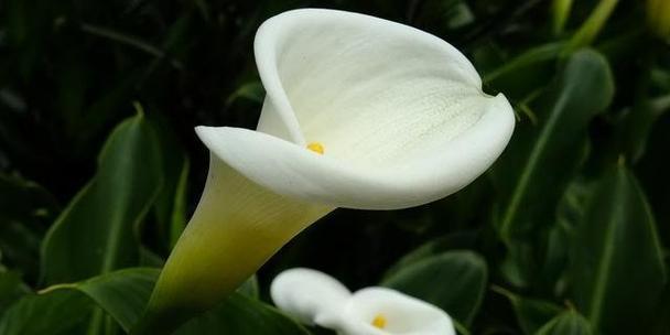 海芋花语有何含义？海芋代表了什么？