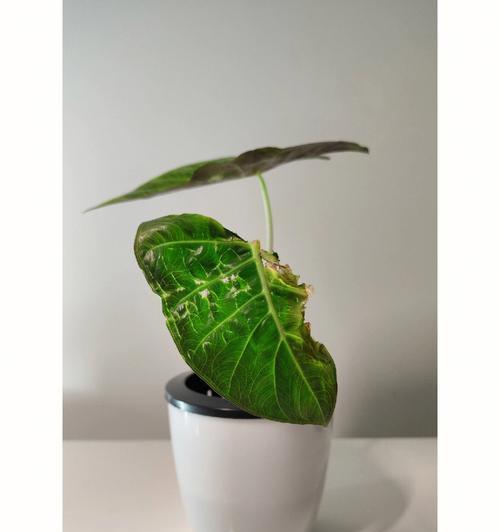 海芋花语有何含义？海芋代表了什么？