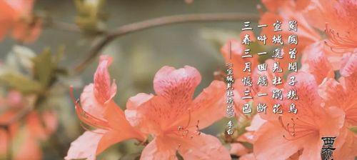 星花玉兰与故事中的花象征？白色花朵与解语花的寓意是什么？
