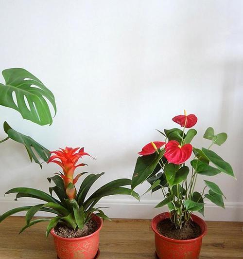 菠萝花的寓意是什么？它们在文化中有何象征意义？