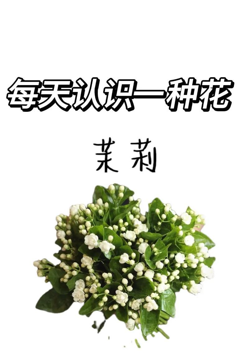 藏进花里的含义是什么？花语背后隐藏了什么秘密？