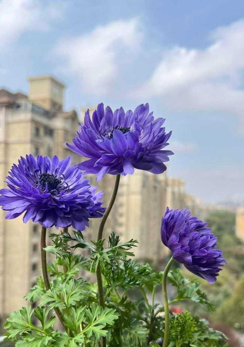藏进花里的含义是什么？花语背后隐藏了什么秘密？