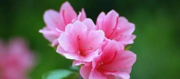 藏进花里的含义是什么？花语背后隐藏了什么秘密？