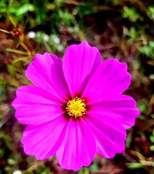 哪些花象征坚韧乐观？哪种花卉代表乐观向上的精神？