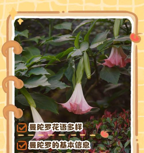 象征喜欢的花有哪些？它们的花语是什么？