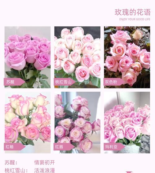 不同颜色玫瑰的花语有何区别？如何挑选？