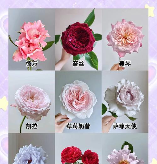不同颜色玫瑰的花语有何区别？如何挑选？