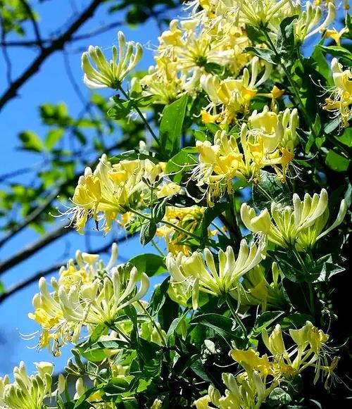 金银花花语有哪些含义？特别含义是什么？